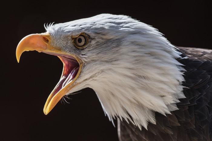 Bald eagle head with open beak