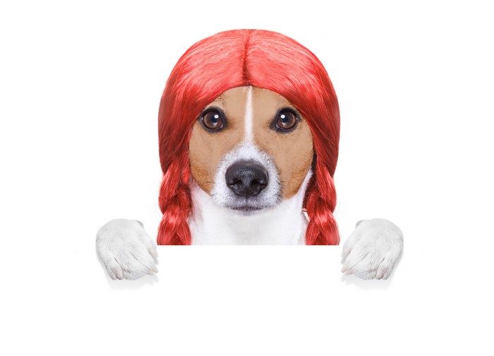Jack Russell terrier wearing a red wig with braids