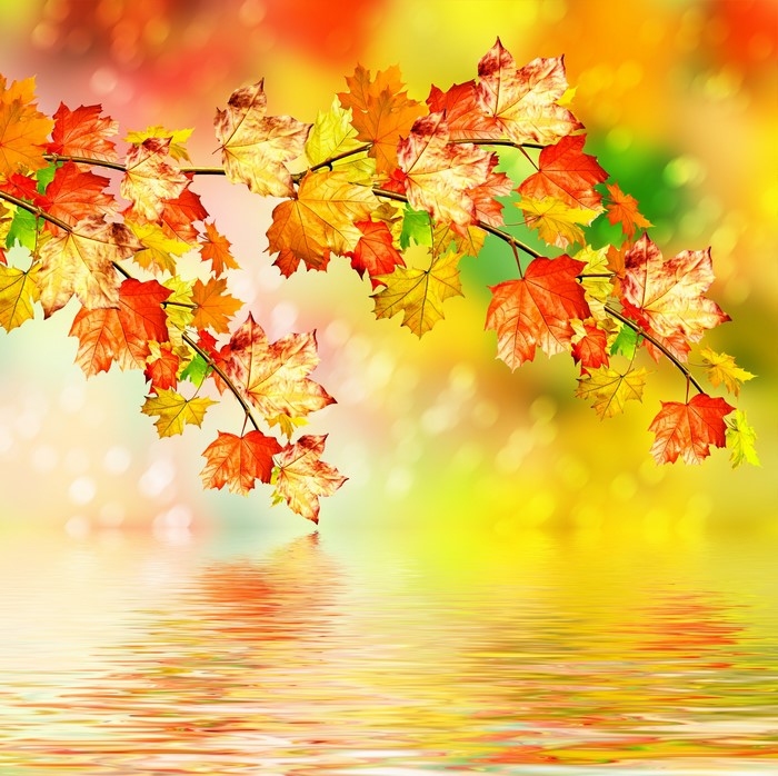 Autumn leaves on branches reflected in water