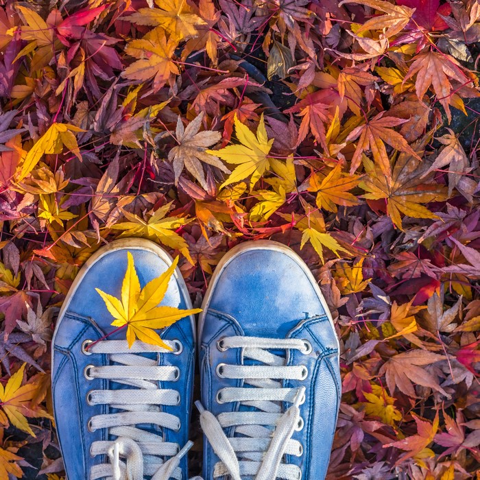 Blue plimsoll shoes on autumn leaves