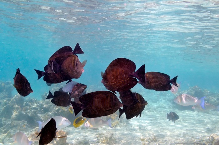 Underwater world with a school of fish