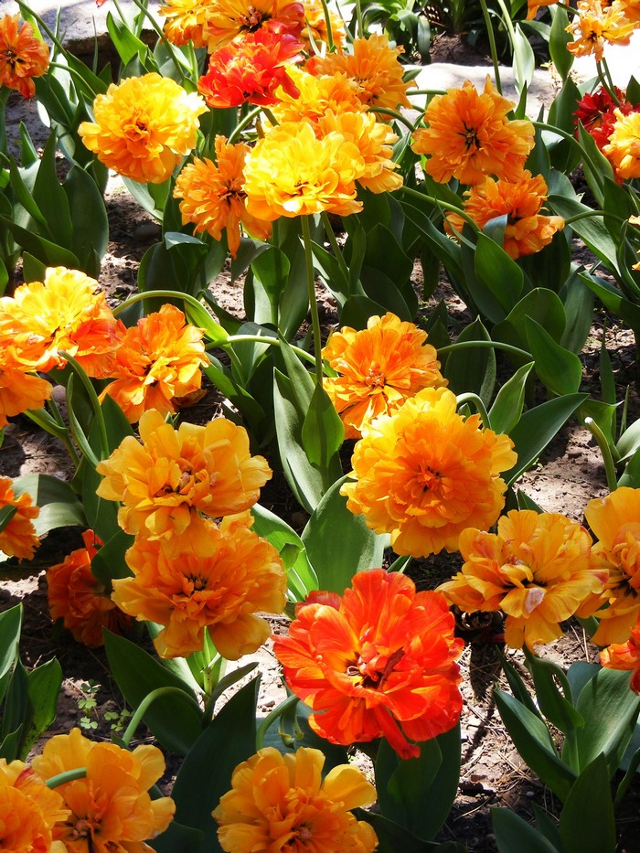 Orange and yellow double tulips in a garden