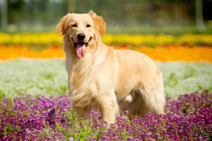 Golden Retriever Dog in a Field of Flowers