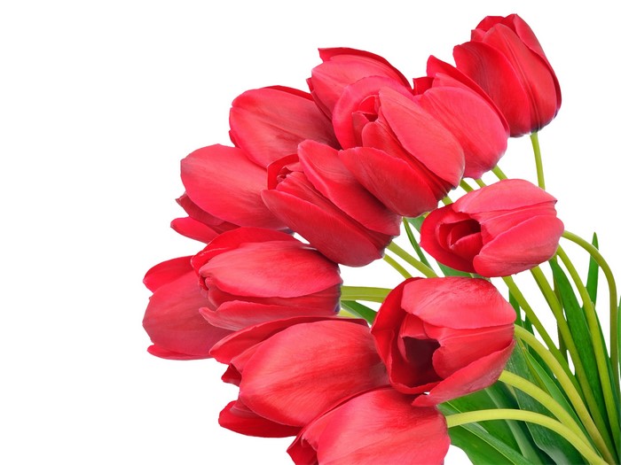A bouquet of red tulips on a white background