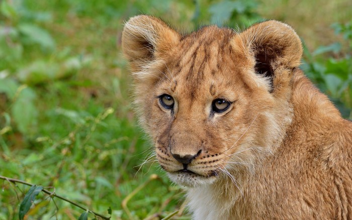 Lion Cub Looking to the Side