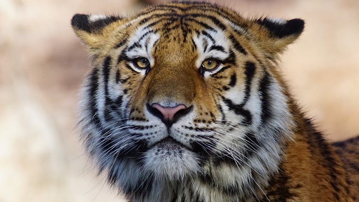 Close-up of a Tiger's Face