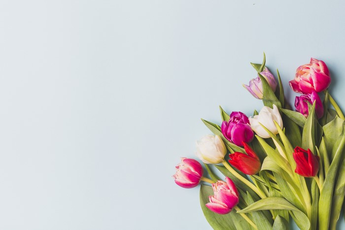 Tulips on a colored background