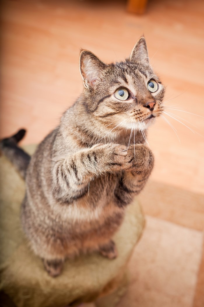 A tabby cat sits on a cushion looking up