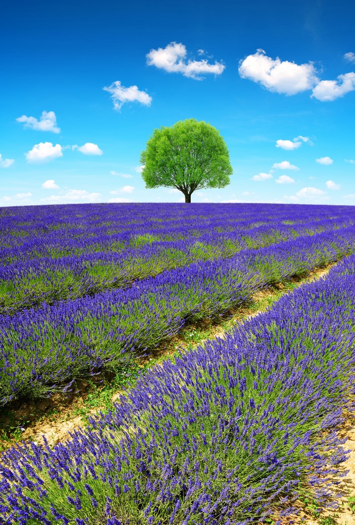 Lavender field with a lone tree under a blue sky