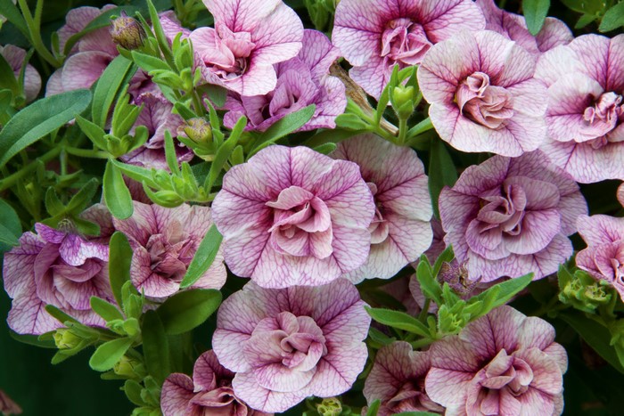 4K Calibrachoa flowers closeup