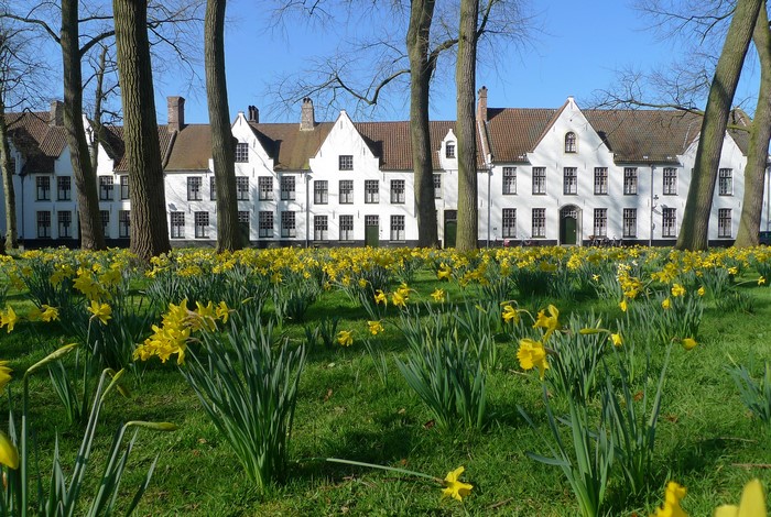 White houses with daffodils and trees in Bruges, Belgium