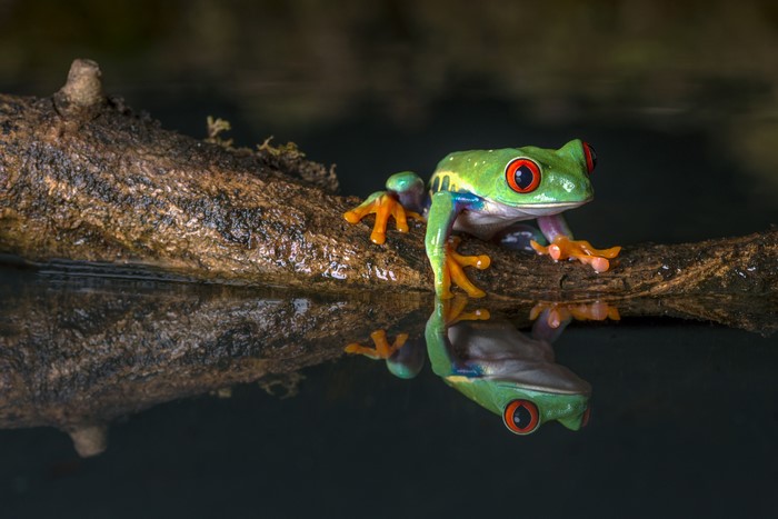 Red-eyed tree frog on a branch reflected in water