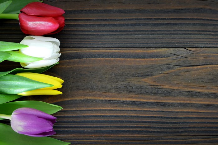Multicolor tulips on dark wood planks