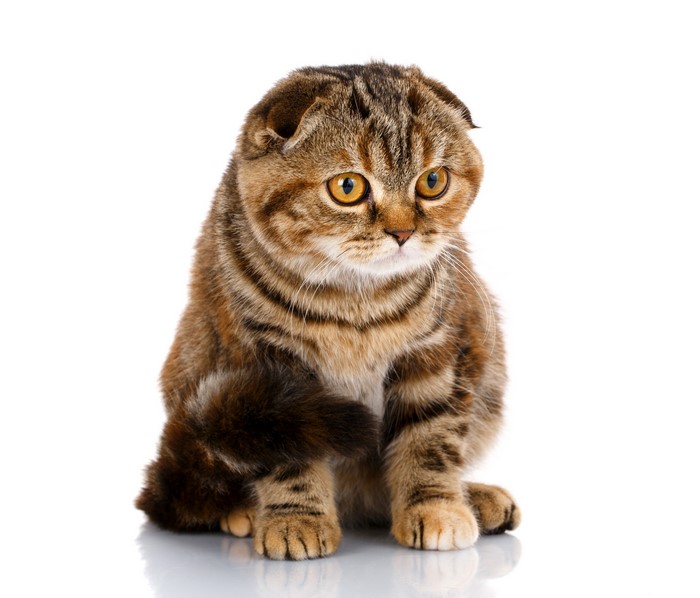 Scottish Fold Cat on White Background