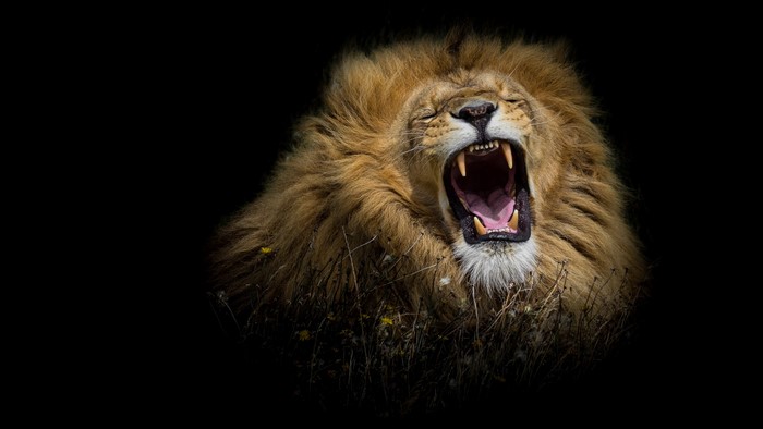 Lion Roaring with Open Mouth