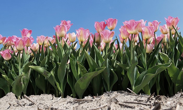 Pink tulips field under blue sky