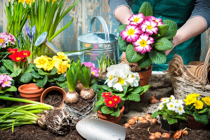 Gardening with Primula flowers and bulbs