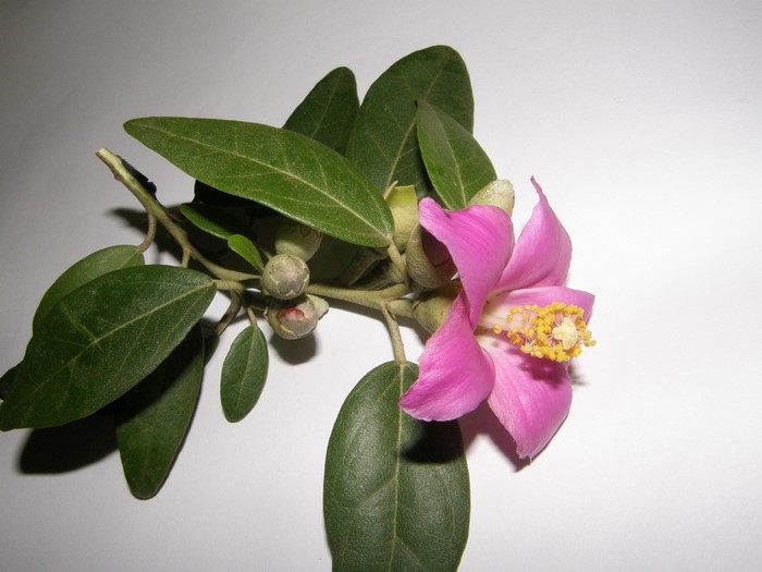 Pink Camellia flower with buds and leaves