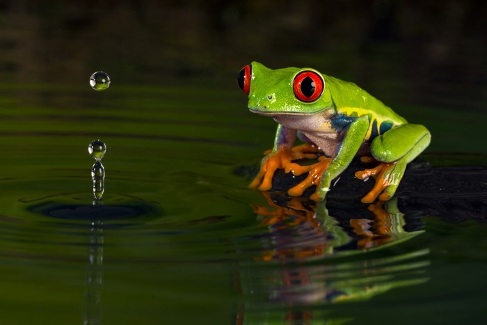 Red-eyed tree frog and water drops
