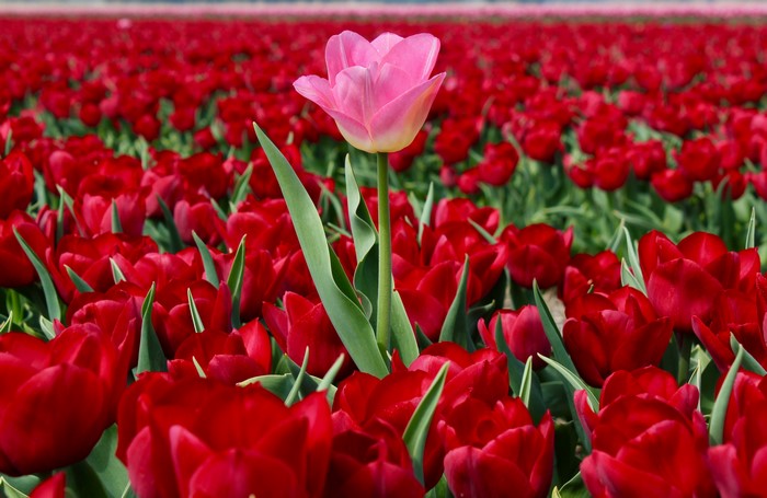 A single pink tulip stands out in a field of red tulips