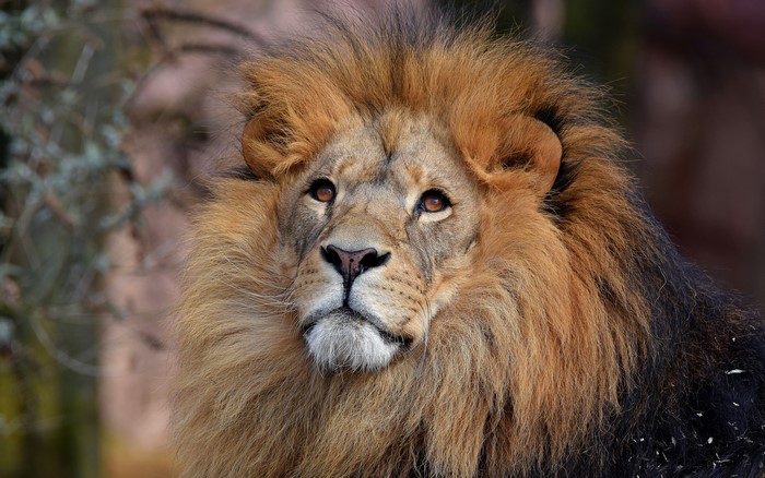 4K Lion with Mane