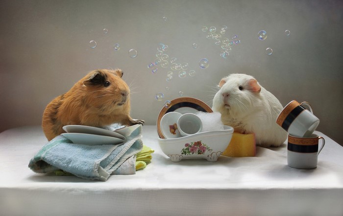 Two guinea pigs washing dishes with bubbles