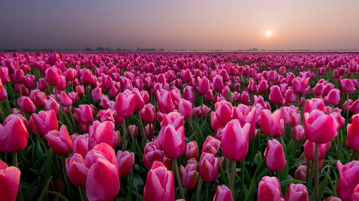 Field of Pink Tulips at Sunrise