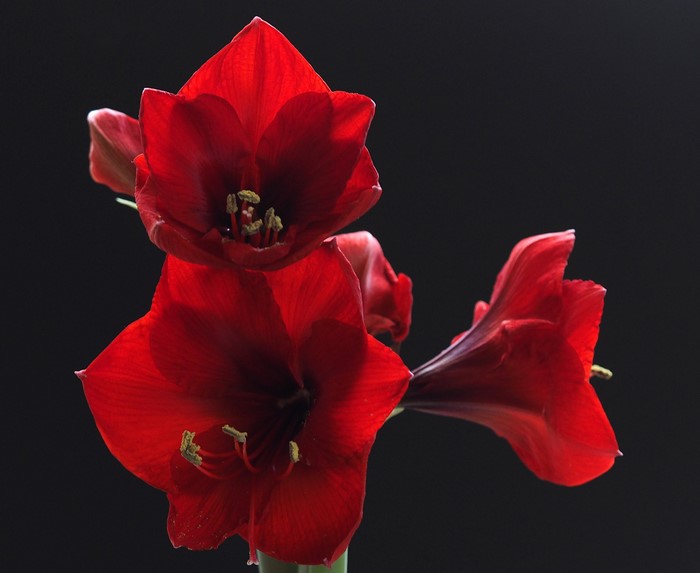 Red Amaryllis flowers close-up