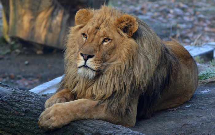 Lion with mane resting on a log