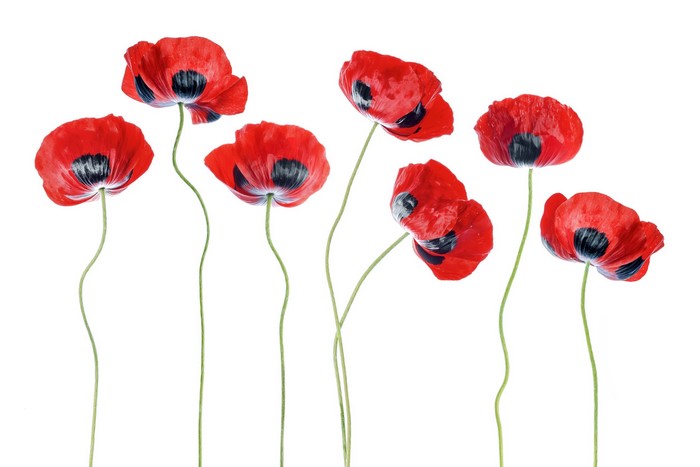 Seven red poppies on a white background
