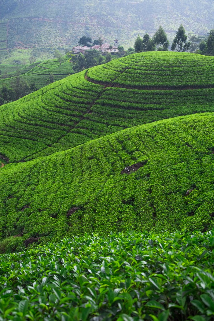 Tea fields in Nuwara Eliya, Sri Lanka