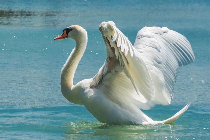 Swan with Wings Spread on Water