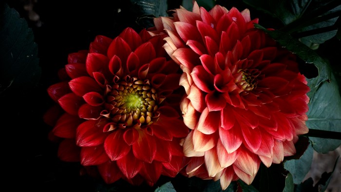 Two red dahlias in close-up