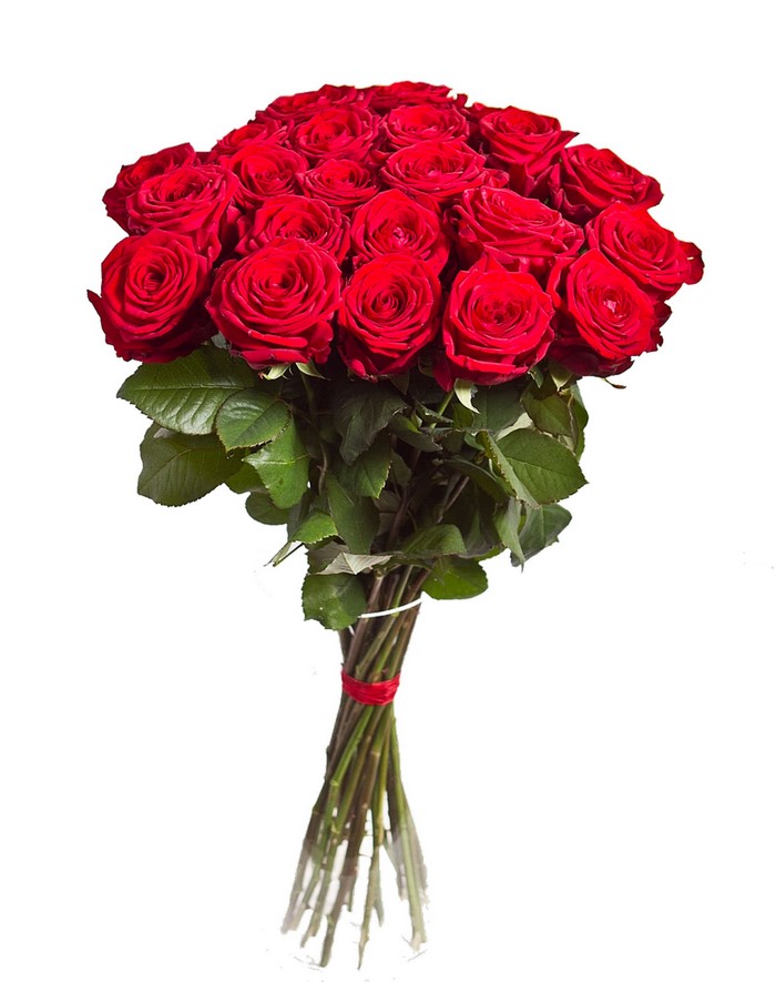 Bouquet of red roses on a white background