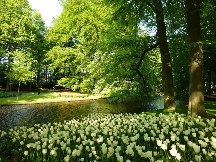 White Tulips by a Pond in Keukenhof Gardens, Netherlands