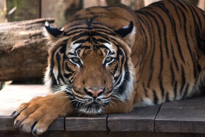 Tiger lying on wooden planks