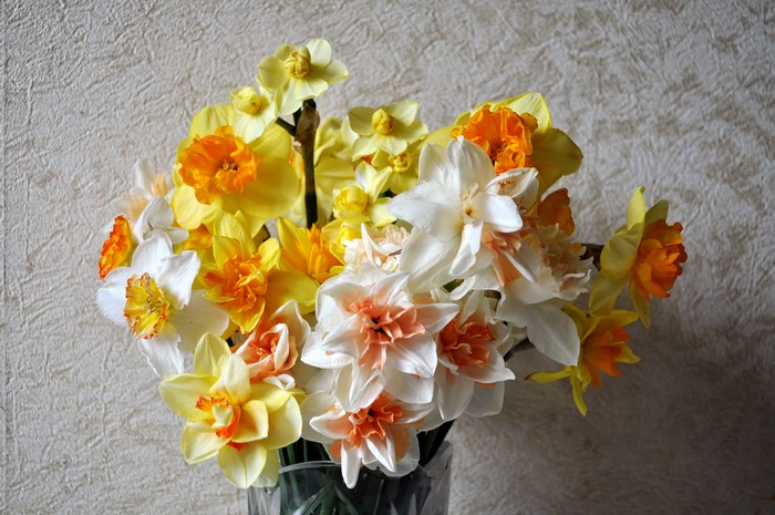 Bouquet of yellow, white, and orange daffodils