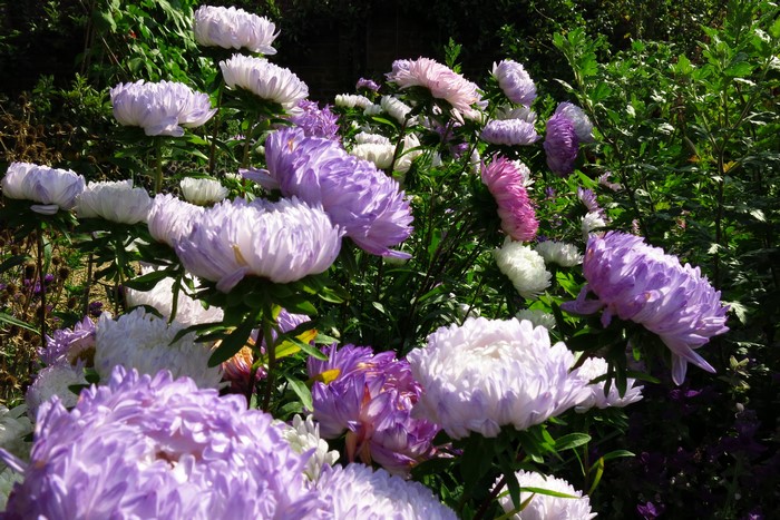 Close-up of purple and white asters in a garden
