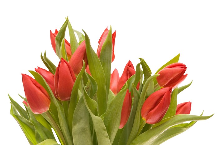 Red tulips on a white background