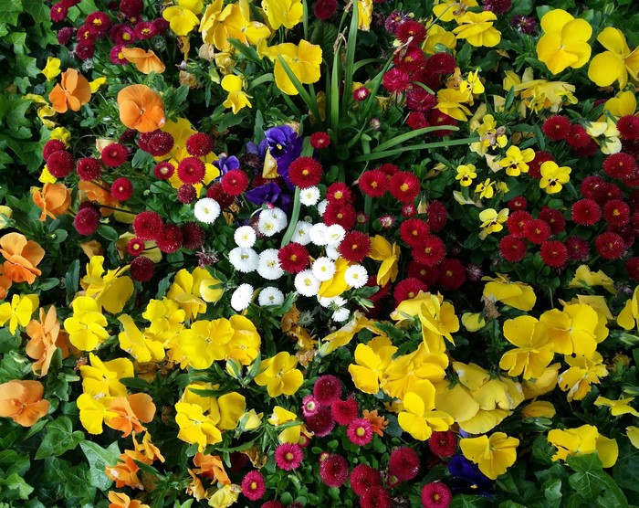 A colorful bed of Bellis and Pansies flowers