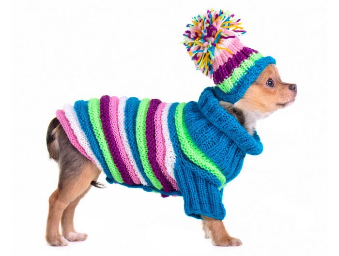 Chihuahua dog wearing a striped sweater and a colorful pom-pom hat