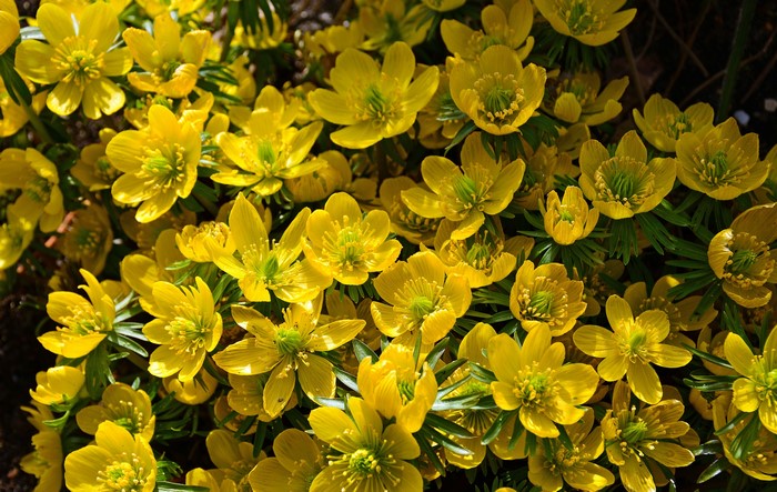 Close-up of yellow winter aconite flowers