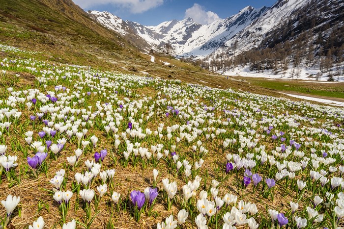 Field of Crocuses in the Italian Alps