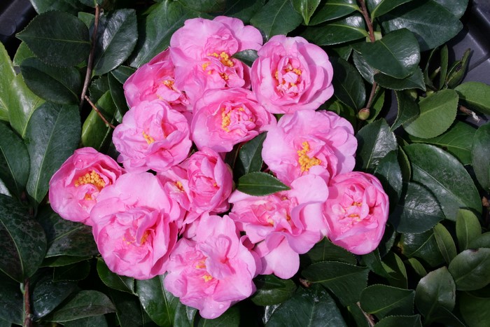 Pink Camellia Flowers with Green Leaves