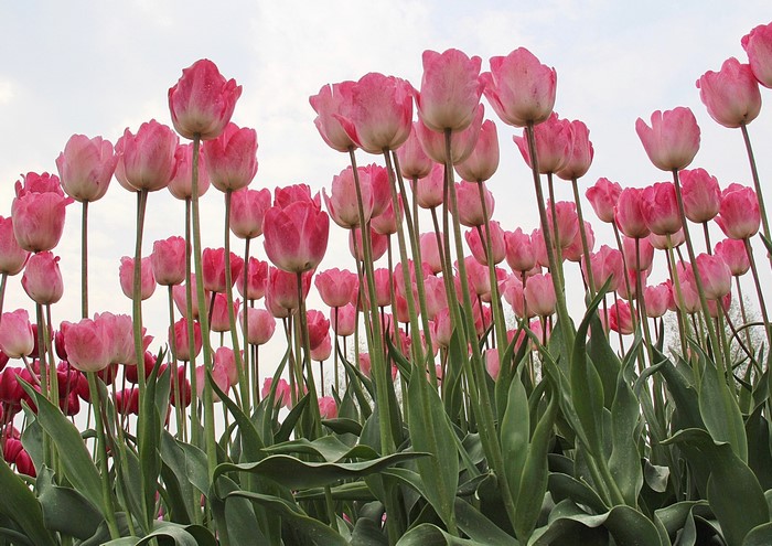Pink tulips blooming in a field