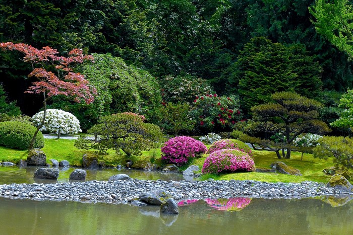 Seattle Japanese Garden with pond and colorful shrubs