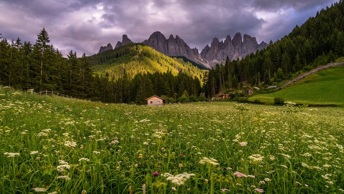 Meadow with wildflowers and mountains