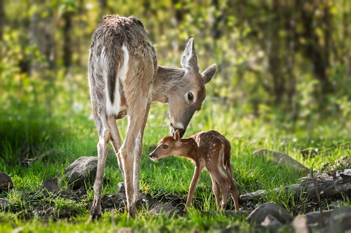 Mother deer grooming fawn in grassy forest