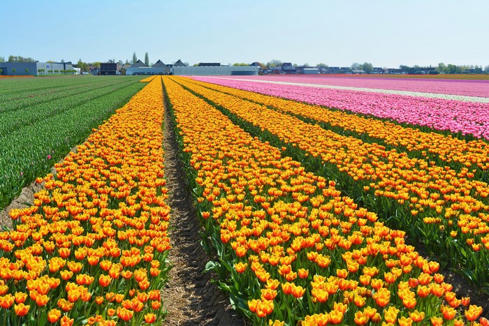 Rows of colorful tulips in a field in the Netherlands