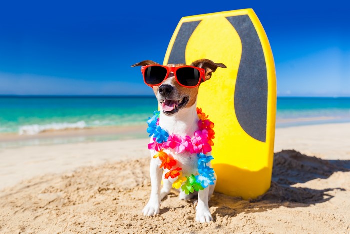Jack Russell Terrier Dog with Sunglasses and Lei on Beach